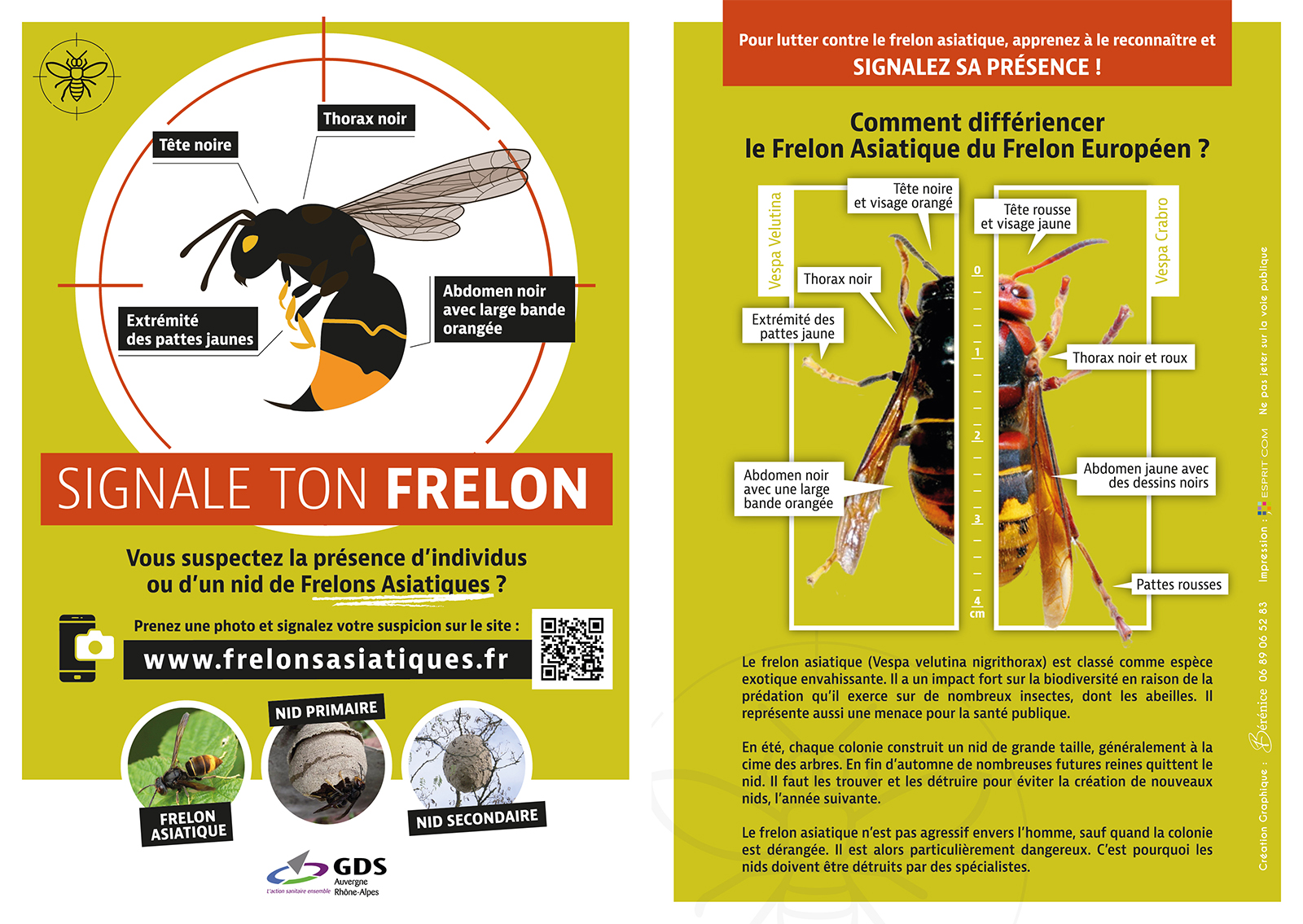 Frelon asiatique
