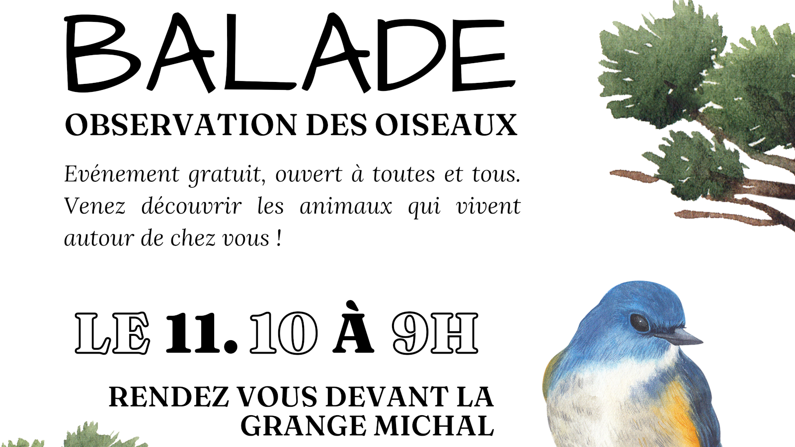 Balade observation des oiseaux