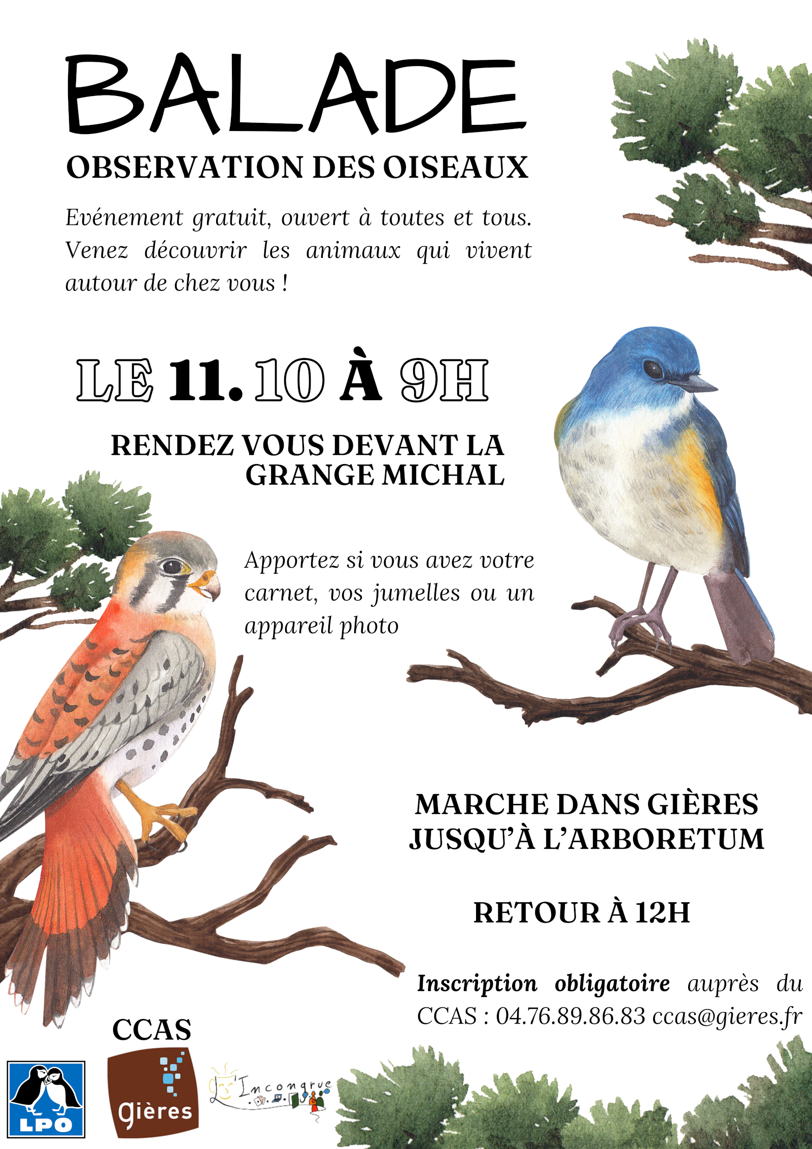 251011 balade oiseaux